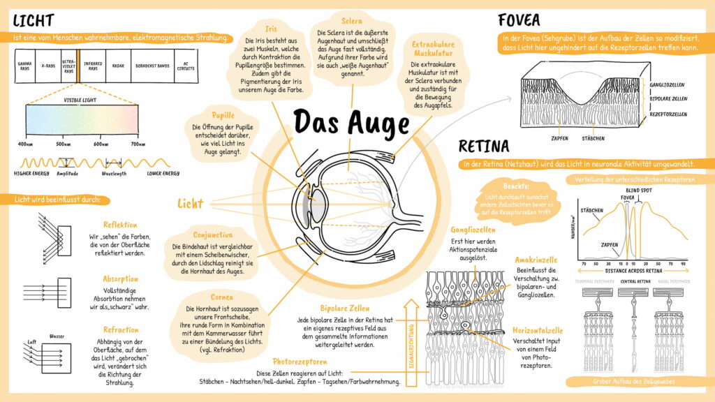 Infografik Universität Wien (Biologie des Auges)